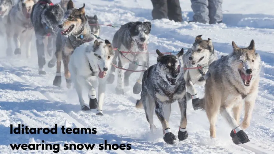 Iditarod dog team