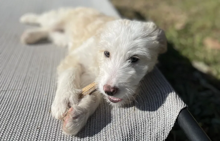 cream color puppy 