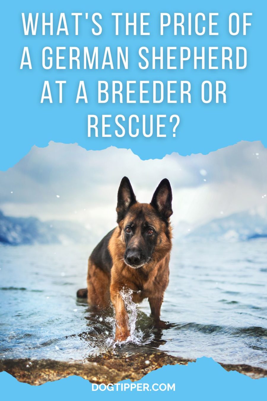 What's the price of a German Shepherd Dog at a dog breeder, breed specific rescue or shelter?