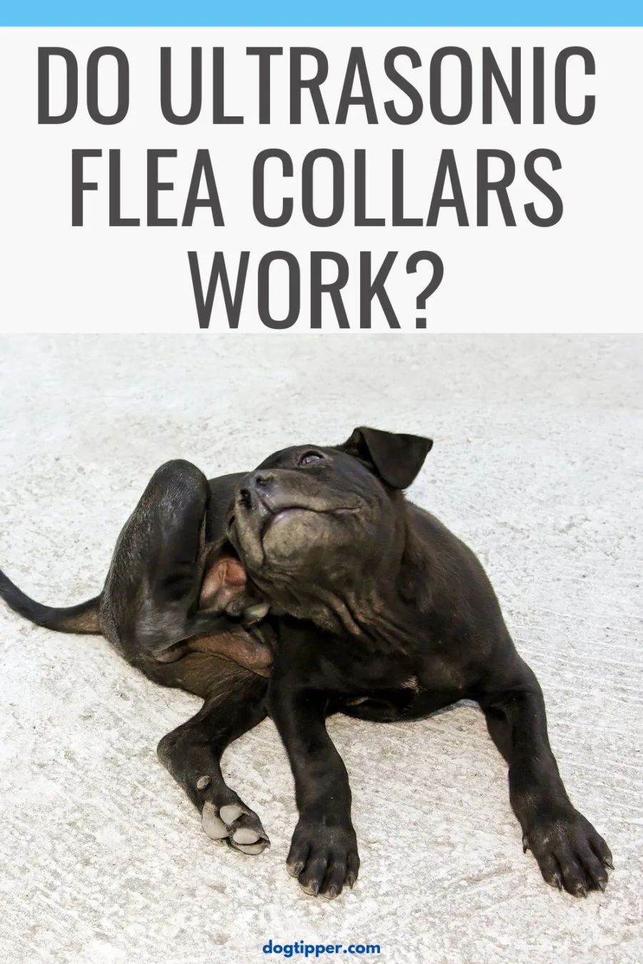 Do Ultrasonic Flea Collars Work?