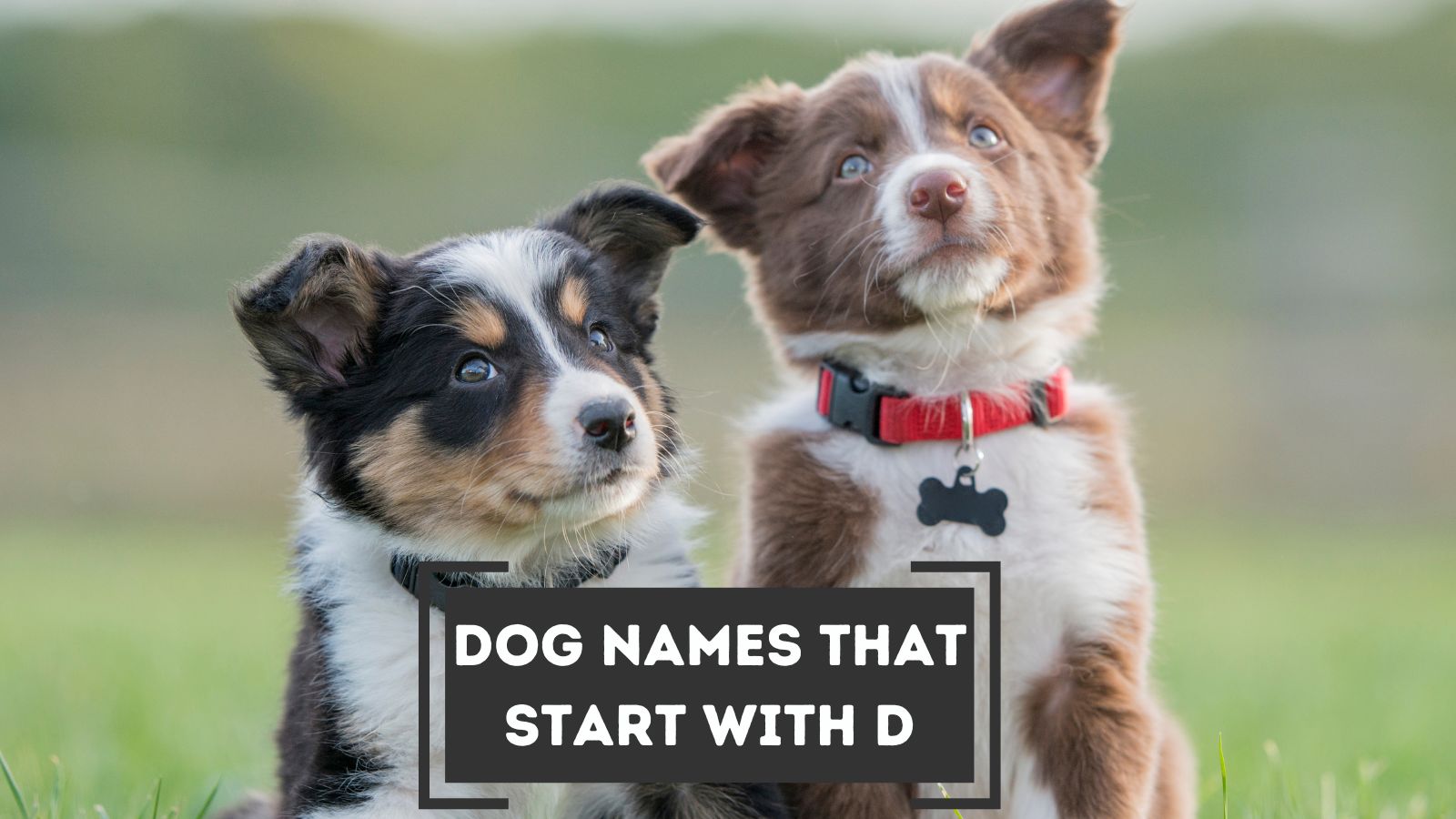 Lista de nombres de perros que comienzan con D, con sus significados