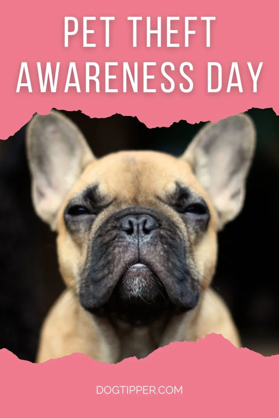 Pet Theft Awareness Day