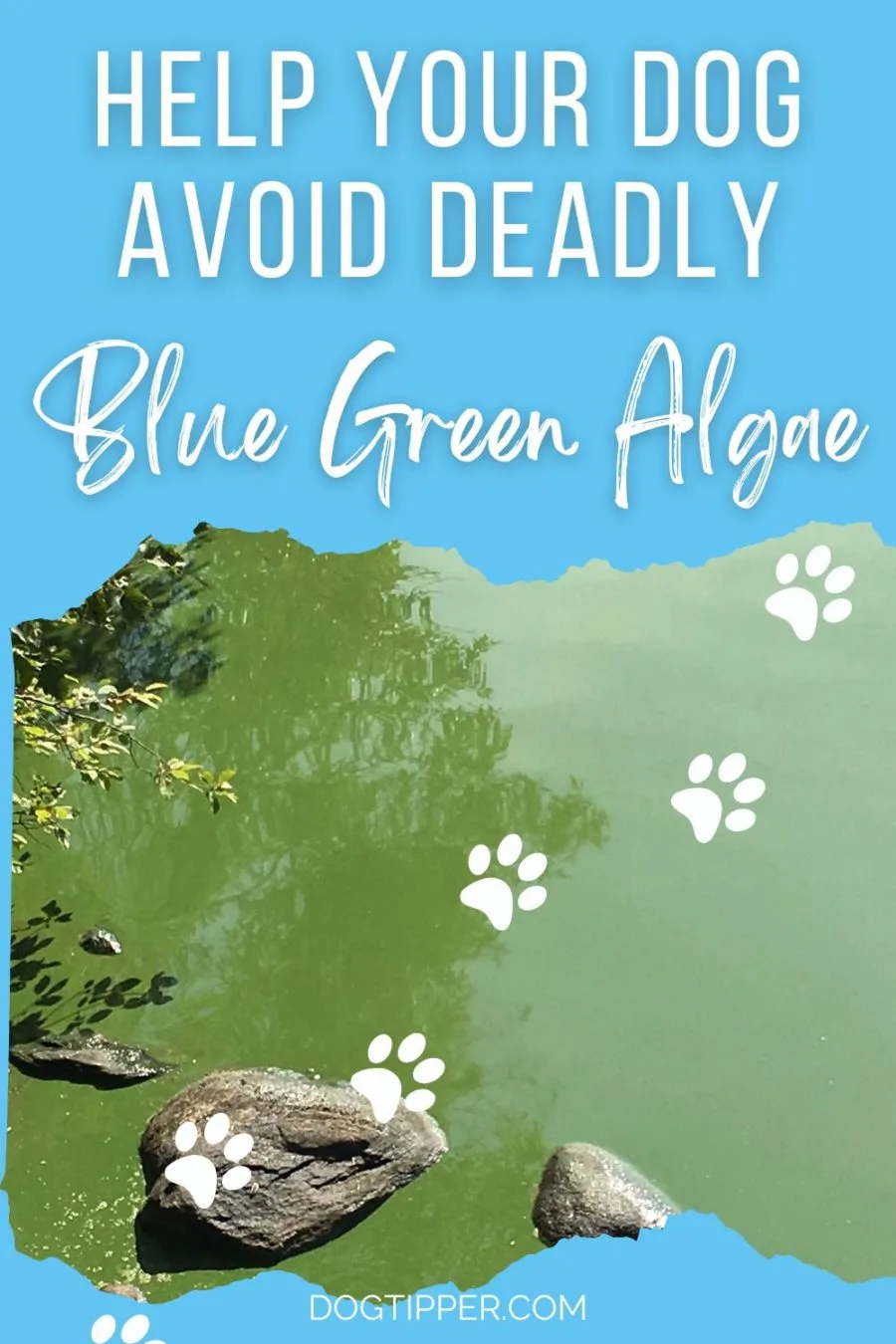 Blue Green Algae Toxic to Dogs: What You Need to Know!