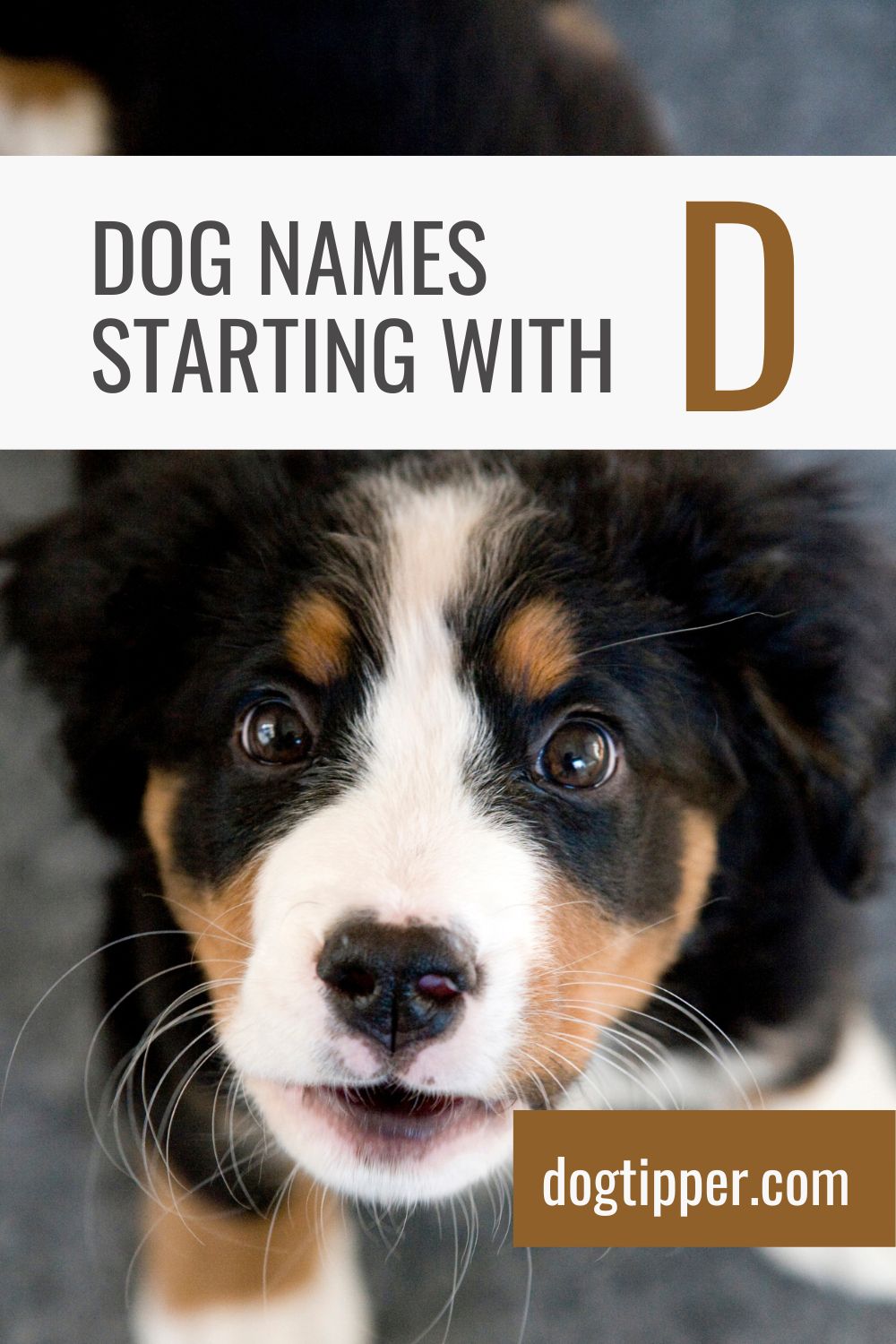Nombres de perros que comienzan con D (y sus significados)