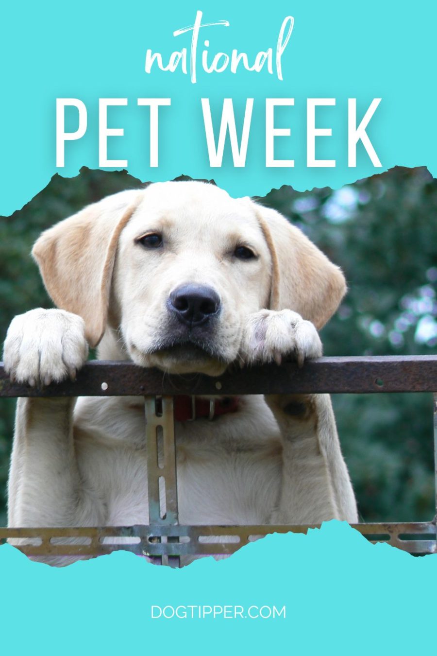 National Pet Week - first full week in May