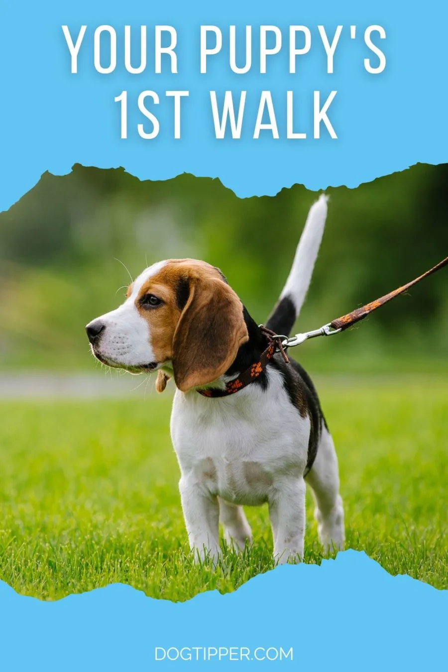 Your Puppy's First Walk -- Advice from a Dog Trainer