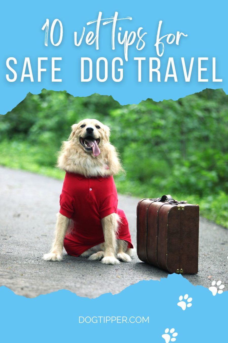 10 Vet Tips for Safe Summer Dog Travel 