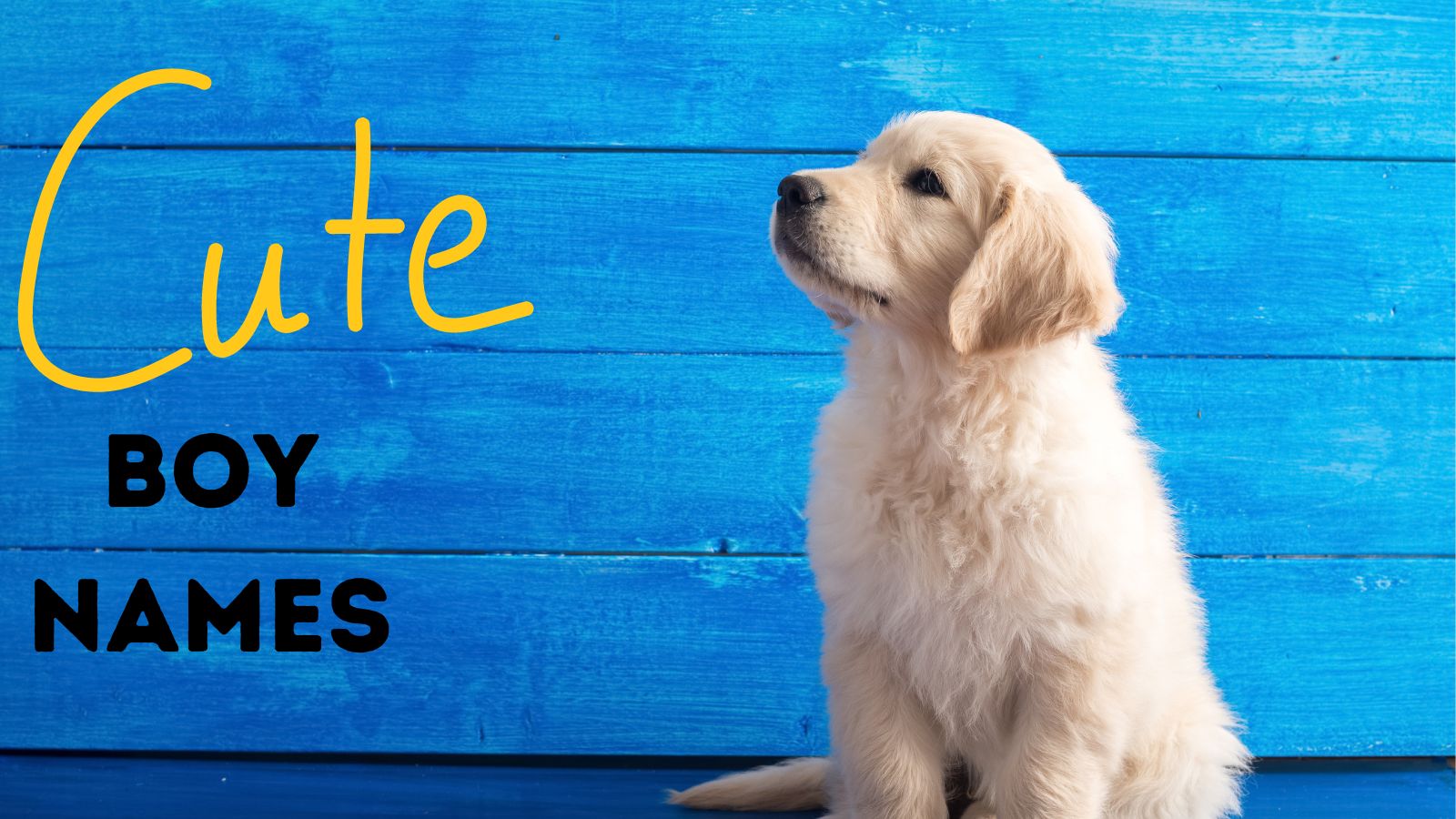 Más de 140 nombres lindos para perros (2023) 7 Nombres de perros lindos