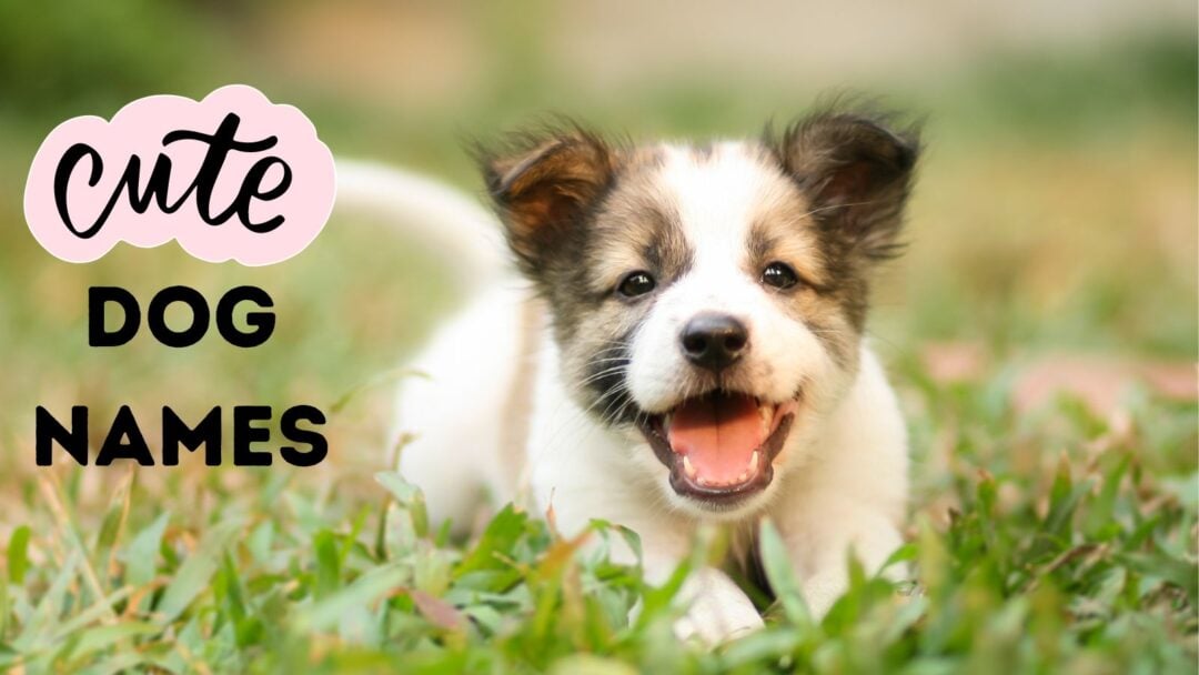 140+ Cute Dog Names for Your Little or Big Cutie!