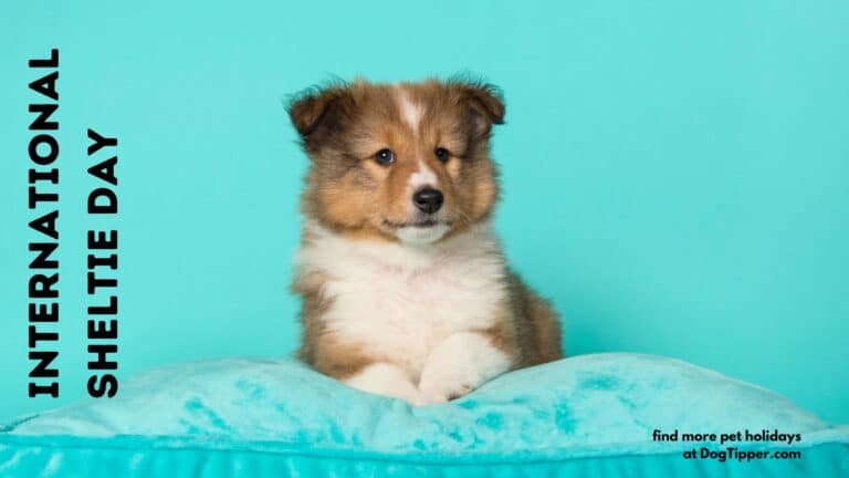 International Sheltie Day: Celebrating the Intelligent and Loyal Breed