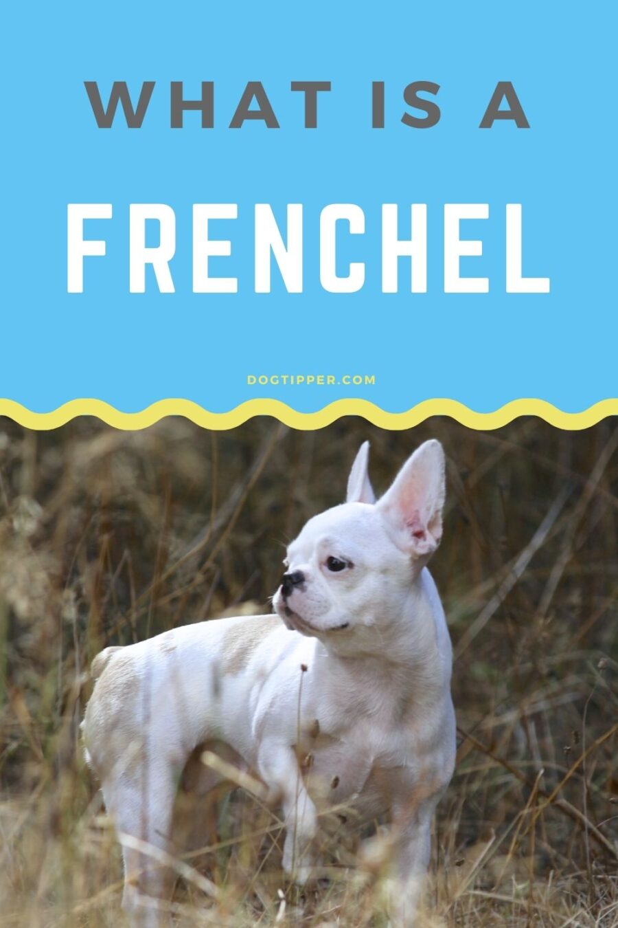 What is a Frenchel?