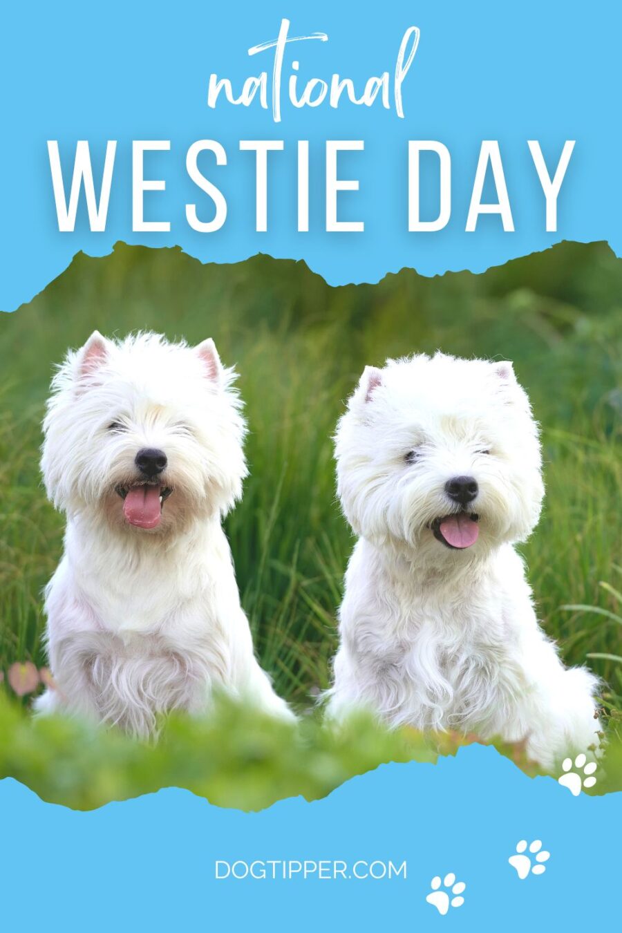 National Westie Day, annual pet holiday honoring the West Highland White Terrier