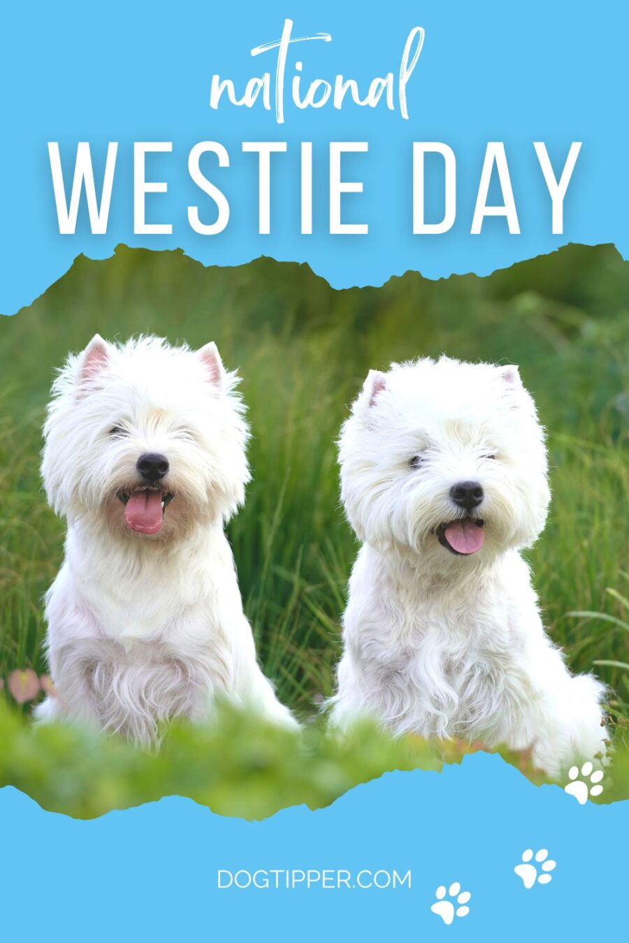 National Westie Day, an annual pet holiday honoring the Highland White Terrier