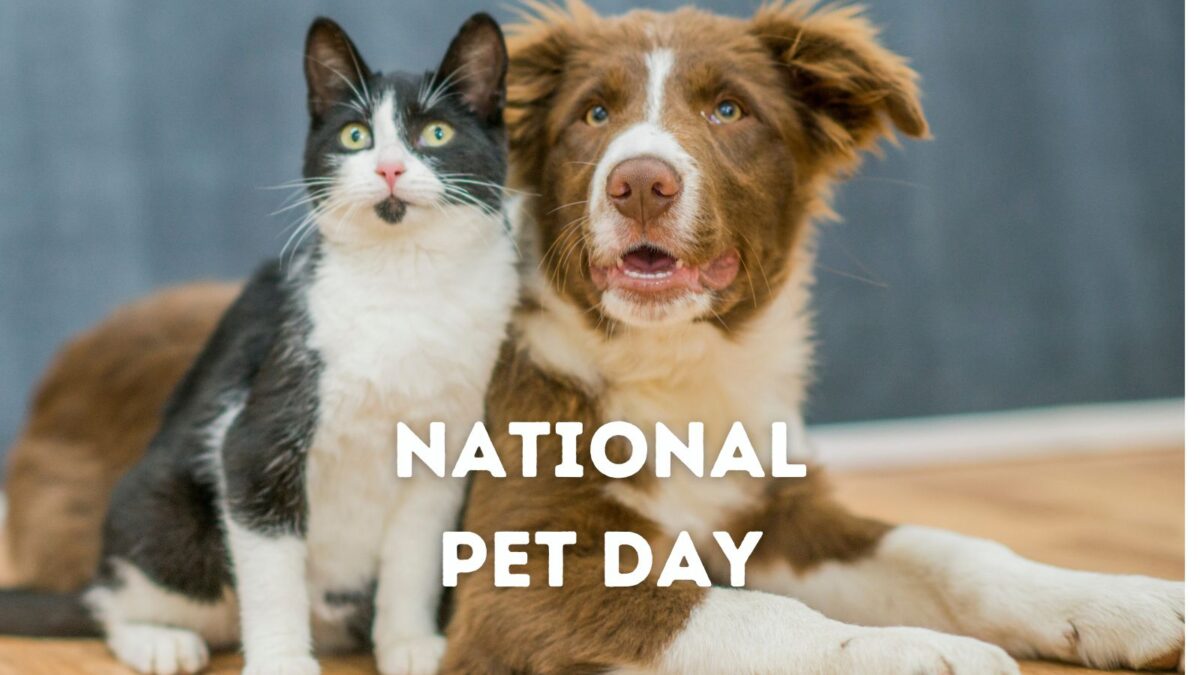 National Pet Day Honoring Their Unconditional Love