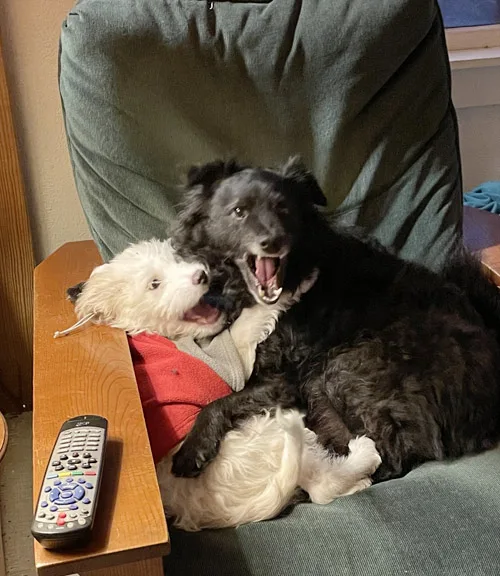 two rescue dogs playing