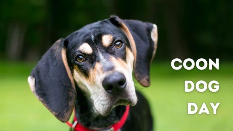 Coon Dog Day: A Tribute to the Mighty Coonhounds!