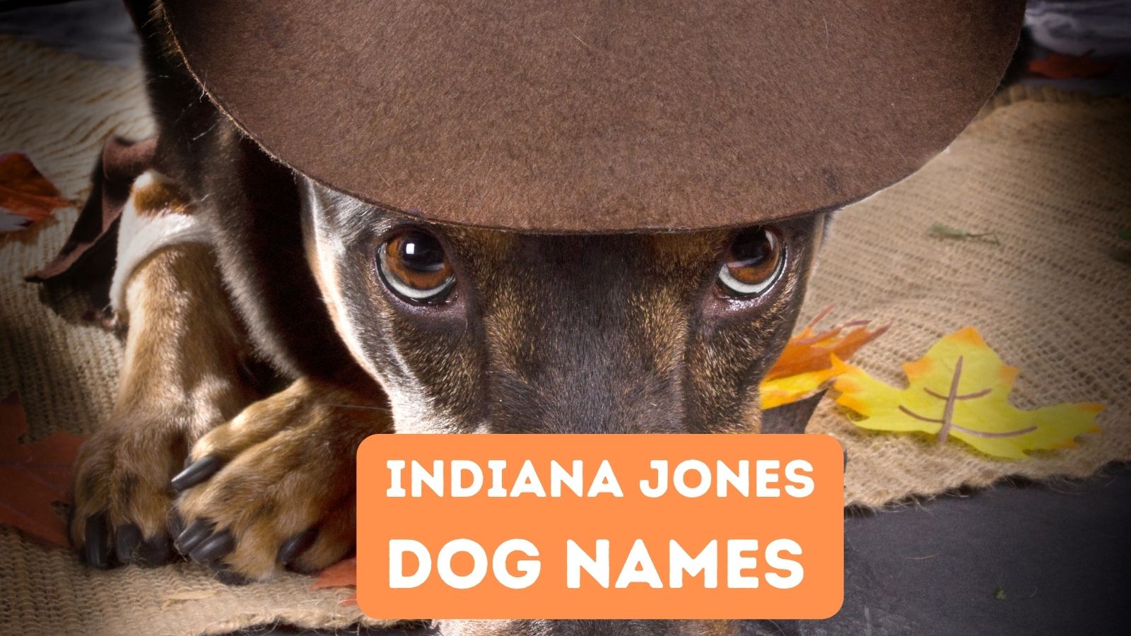 Indiana Jones dog name