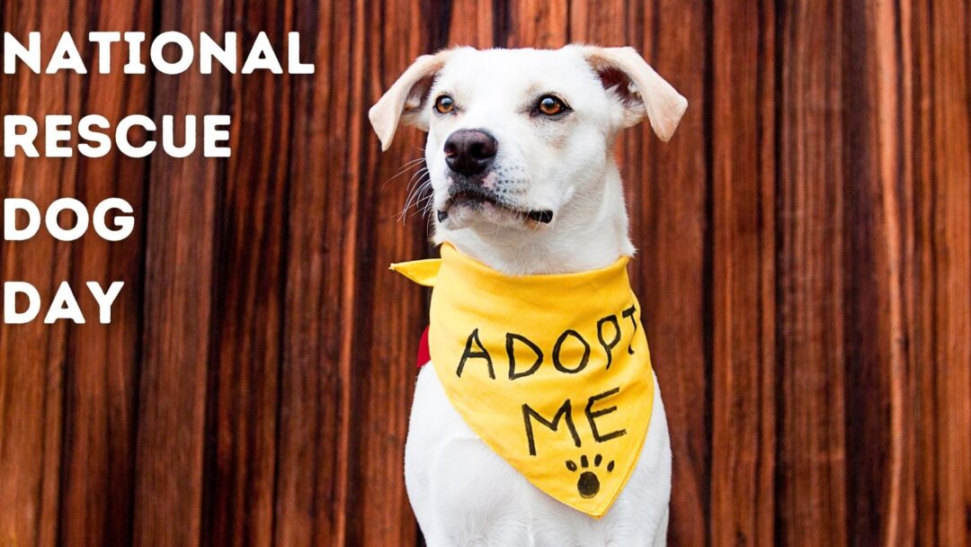 National Rescue Dog Day Celebrating Second Chances and Forever Homes
