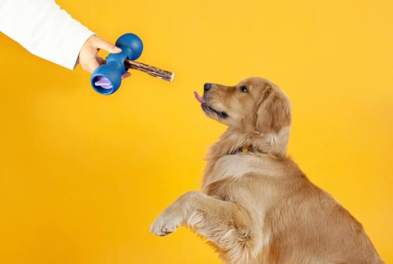 National Pet Choking Prevention Day