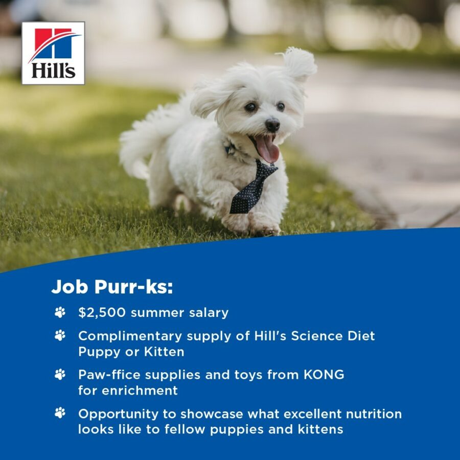 Could your puppy earn $2500 as a Hill's Pet Nutrition Intern? 