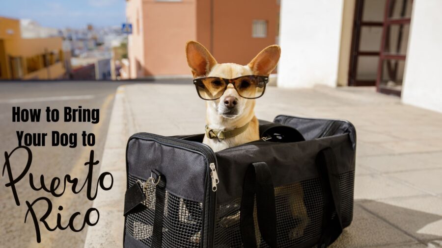 Bringing your dog to Puerto Rico?  Learn the new rules! 