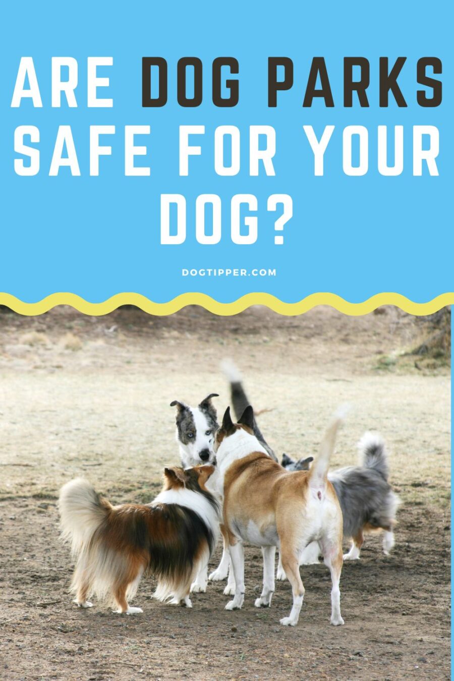 Dog Park Safety Tips: How to Keep Your Dog Safer at the Dog Park! 