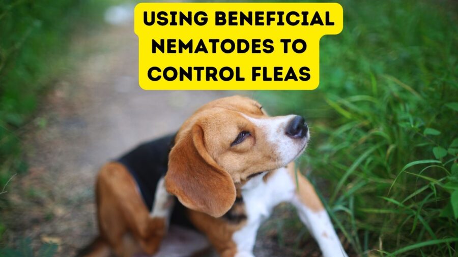 Using Beneficial Nematodes to Control Fleas 