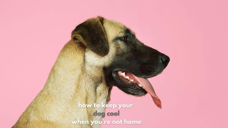 Keeping Your Dog Cool When You’re Not Home