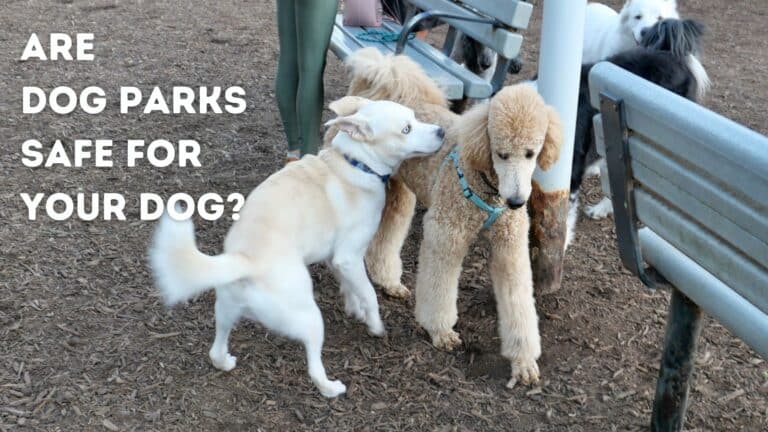Dog Park Safety Tips: Is Your Dog Safe at Dog Parks?