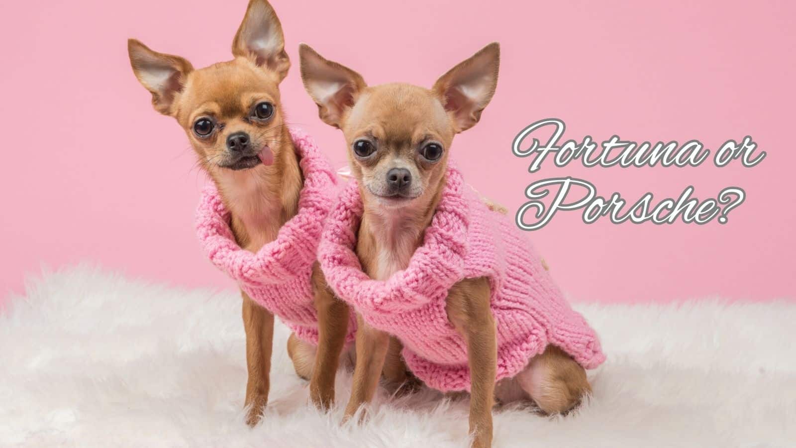 Fortuna or Porsche for your posh puppy name?