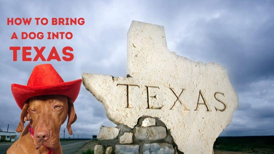 How to Bring a Dog Into Texas 