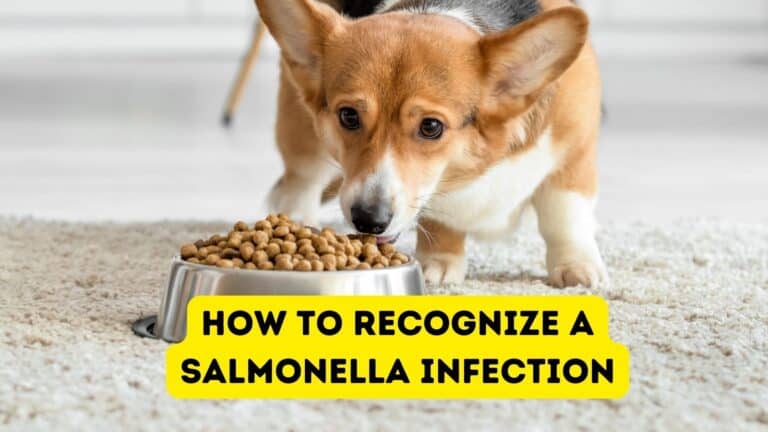 Could Your Dog Have a Salmonella Infection?