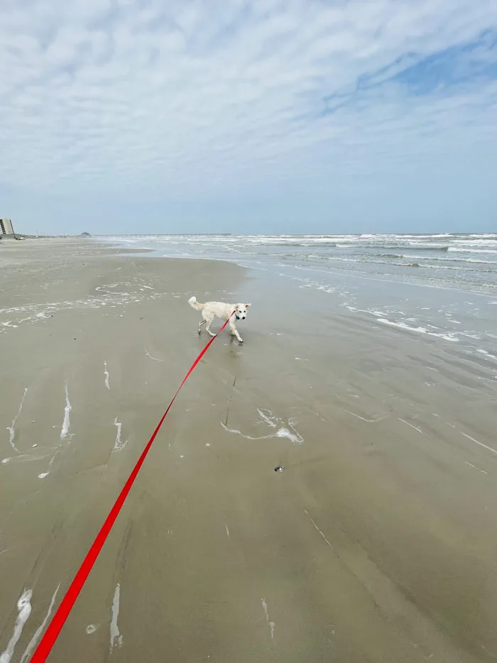 dog on Flexi Classic Retractable Leash at the beach