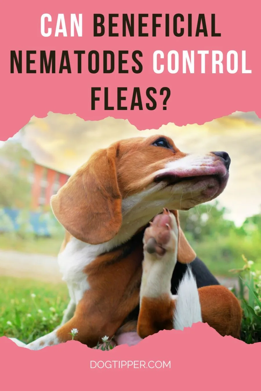 Can beneficial nematodes control fleas?