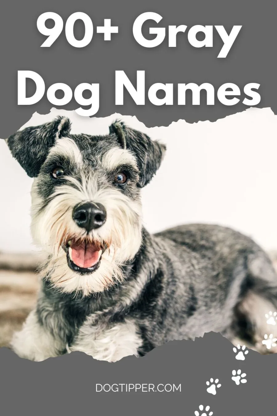90+ Dog Names for Your Silver Puppy! #dogs #dognames