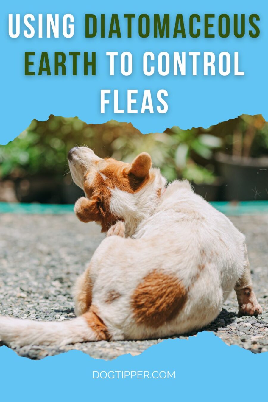 How to use diatomaceous earth (DE) to control fleas in your yard and in dog bedding