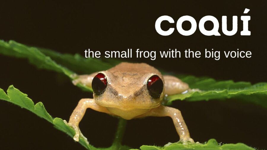Coqui as dog name - photo of coqui frog