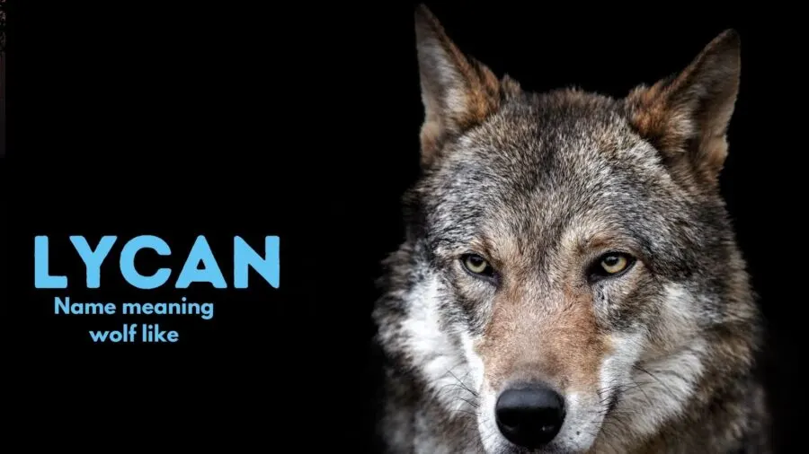 Lycan - Greek origin, meaning "wolf-like."