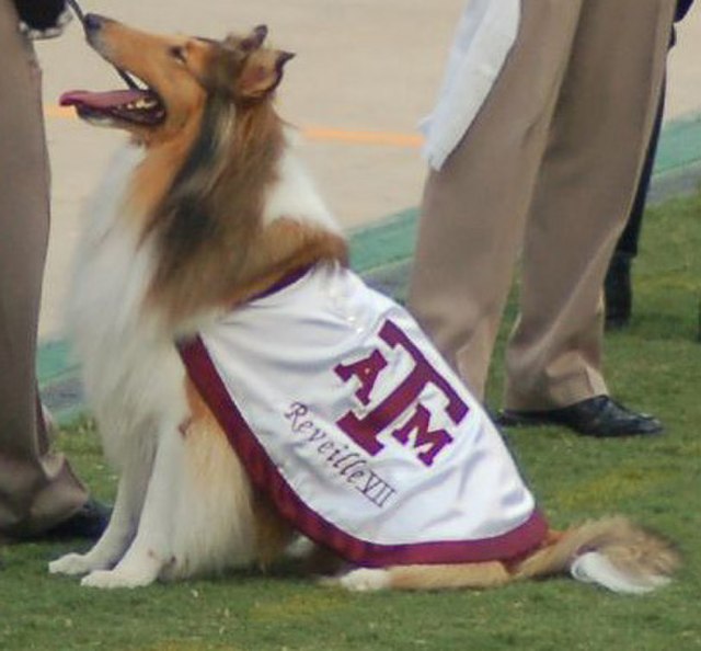 Reveille, mascot of Texas A&M University