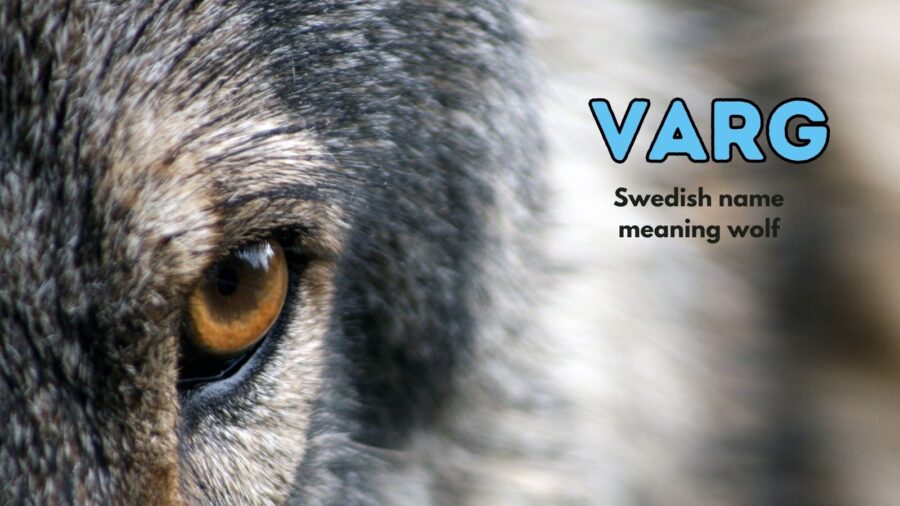 Varg - Swedish origin, meaning "wolf."
