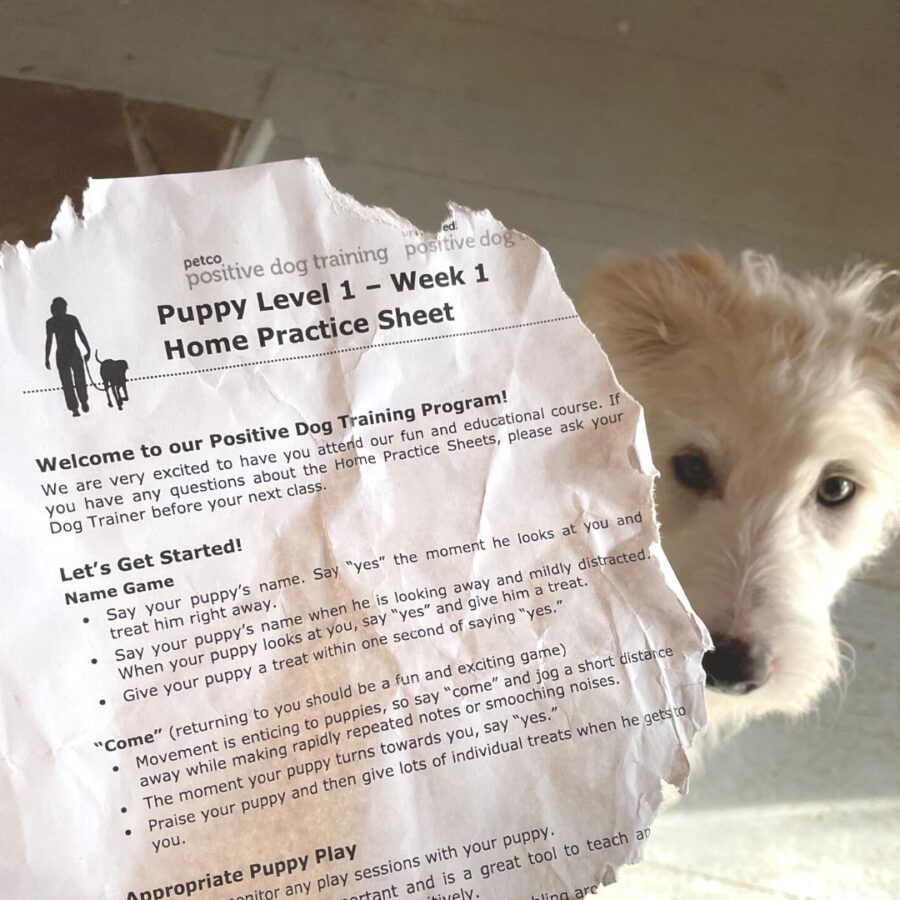 puppy with Petco home practice sheet