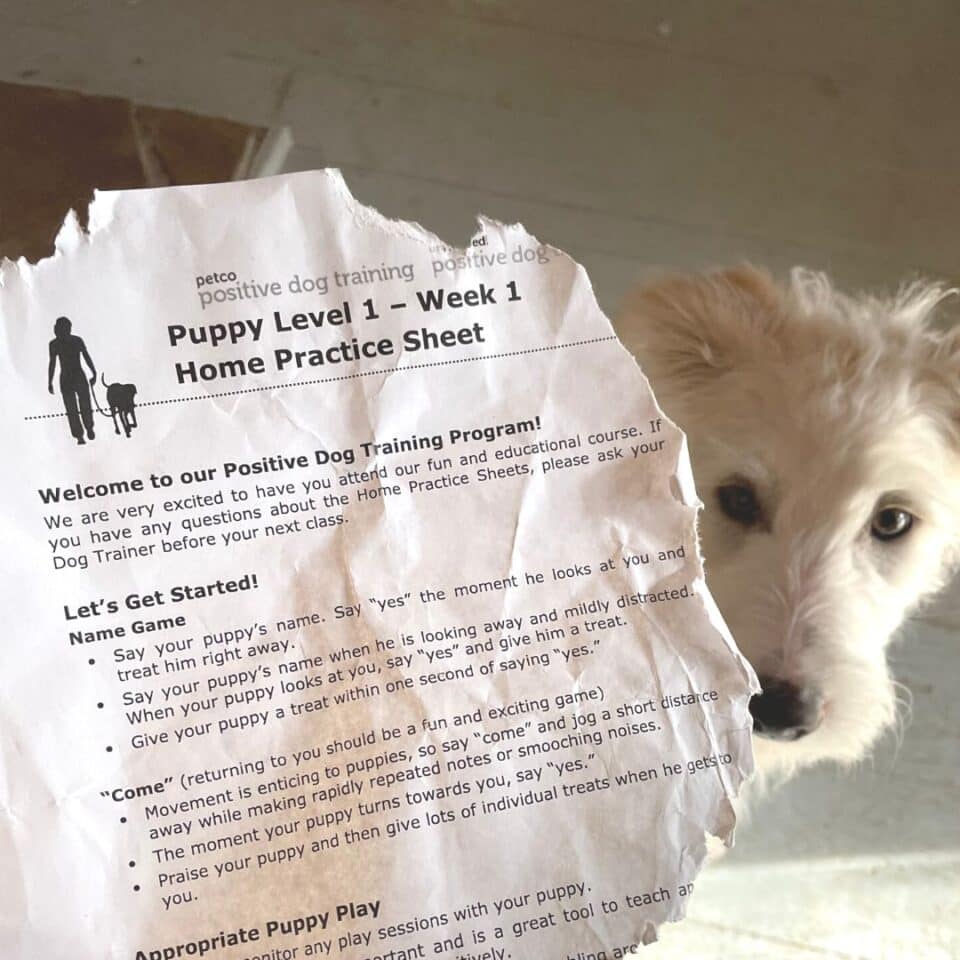 Petco Puppy Training Class Review Is It Worth It Petco puppy training class review is it worth it