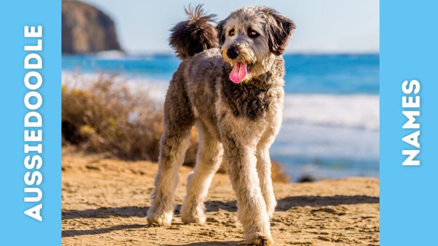 500+ Aussiedoodle Names for Your Australian Shepherd and Poodle Mix!