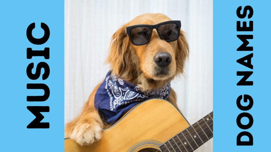 Dog playing guitar -- dog names inspired by music and musicians