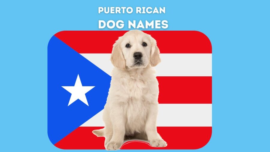 325 Puerto Rican Dog Names for Your Sato!
