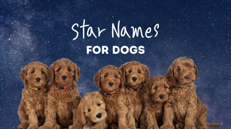 110+ Star Names for Dogs: Celestial Names for Your Stellar Pup