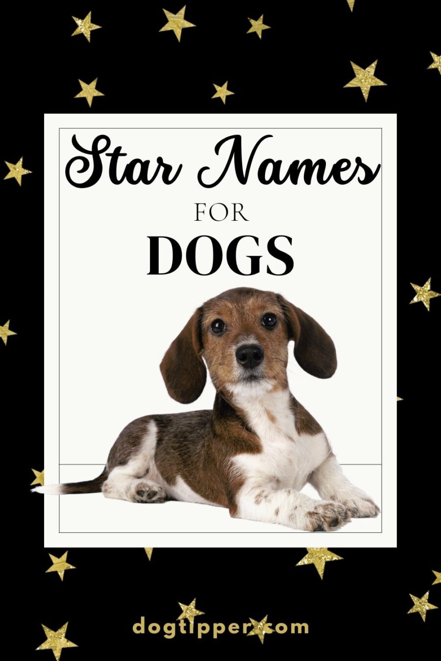 110+ Star Names for Dogs 