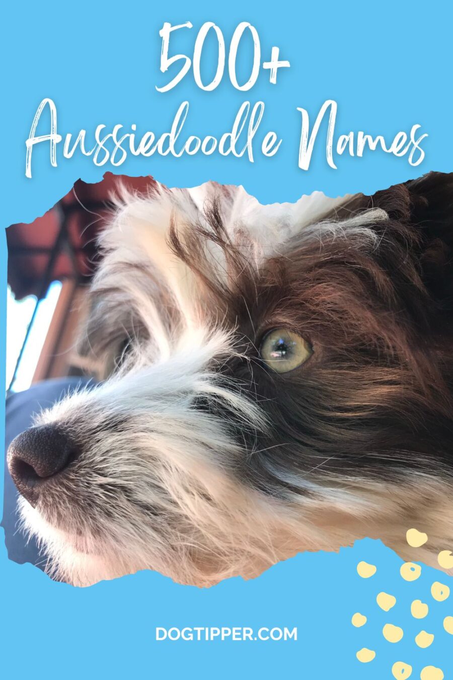 500+ Aussiedoodle Names for your Australian Shepherd and Poodle mix