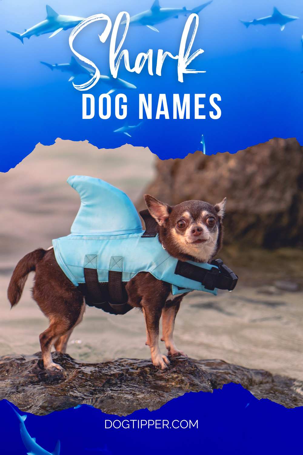 Shark Dog Names - famous sharks, sharks from movies, shark inspired names