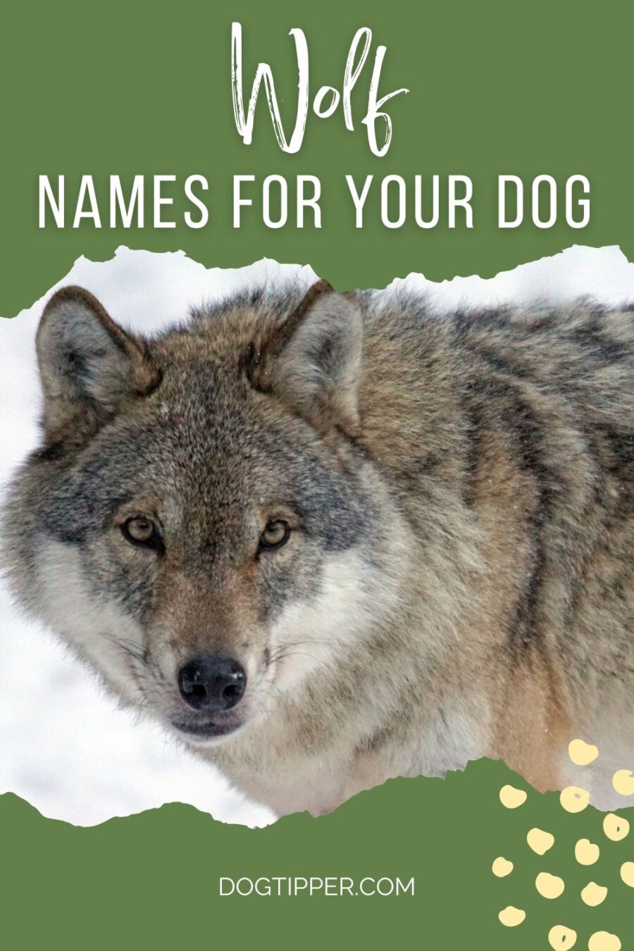 Wolf name for your dog